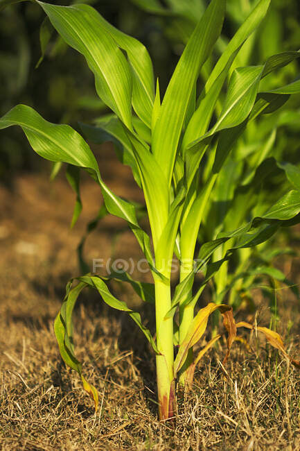 Сільське господарство - рослини кукурудзи раннього зростання в ранньому ранньому світлі / Міссісіпі, США. — стокове фото