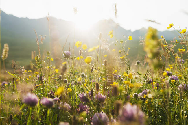 Meadow Flowers At Dawn With The Ridge Of The Black Cuillin Behind; Glen Brittle, Isle Of Skye, Scotland — Stock Photo