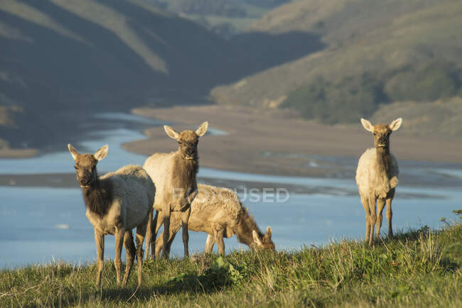 Tule Elks (Cervus Canadensis Ssp. Nannodes) In Point Reyes National Seashore; Califórnia, Estados Unidos da América — Fotografia de Stock