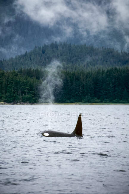 Orca-Wal schwimmt südöstlich von Alaska — Stockfoto