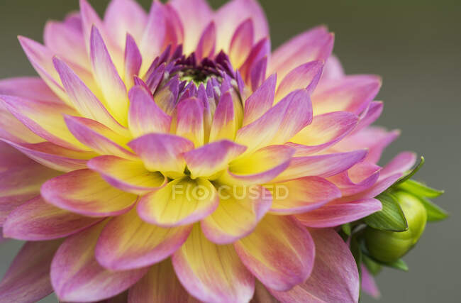 Close Up Of A Pink And Yellow Dahlia; Astoria, Oregon, Estados Unidos da América — Fotografia de Stock