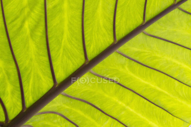 Close Up Of A Taro Leaf; Maui, Havaí, Estados Unidos da América — Fotografia de Stock