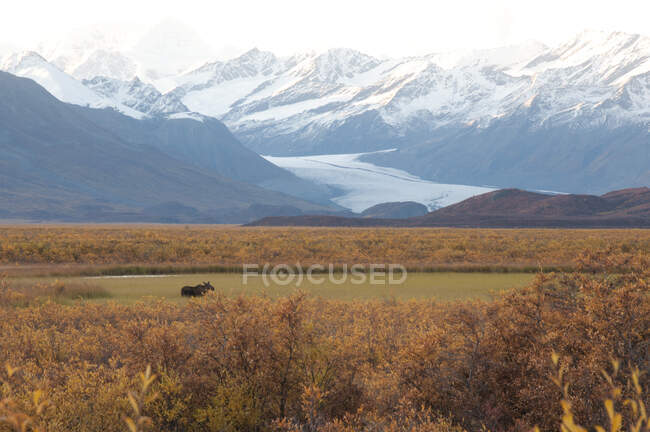 Льоші пасуться на полі перед льодовиком Макларен вздовж Деналі, Південно - центральна Аляска, осінь — стокове фото