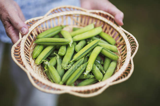 Woman Hands Holding A Basket Of Freshly Picked Peas From The Garden; Richmond, British Columbia, Canada — Stock Photo