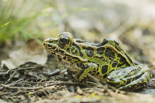 Leopard Frog; Ontario, Canada — Foto stock