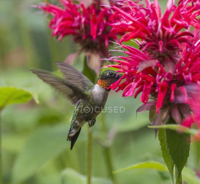 Un colibrì librato da un luminoso fiore rosa in fiore; Ontario, Canada — Foto stock