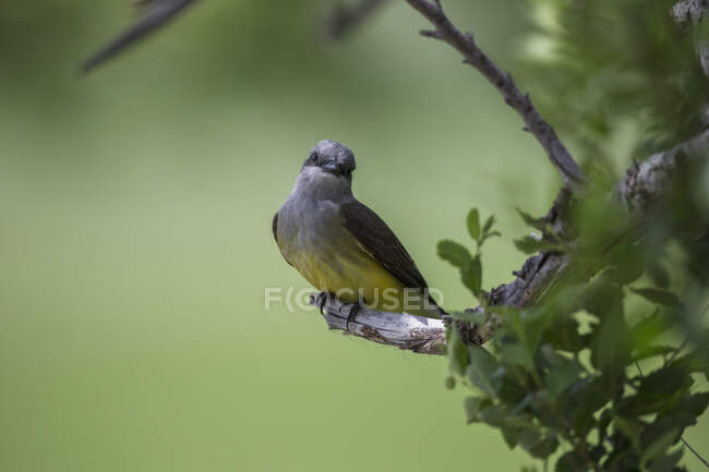 Kingbird Occidental (Tyrannus Verticalis), Parque Nacional de Pastizales; Saskatchewan, Canadá - foto de stock