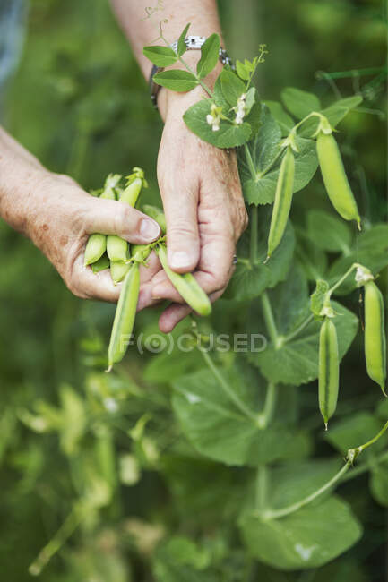 Close Up Of A Woman Hands Picking Peas From The Garden, Richmond, British Columbia, Canada — стоковое фото