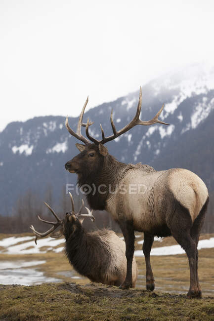 Два лося (Cervus Canadensis), стоящие в долине со снегом и горы на заднем плане — стоковое фото