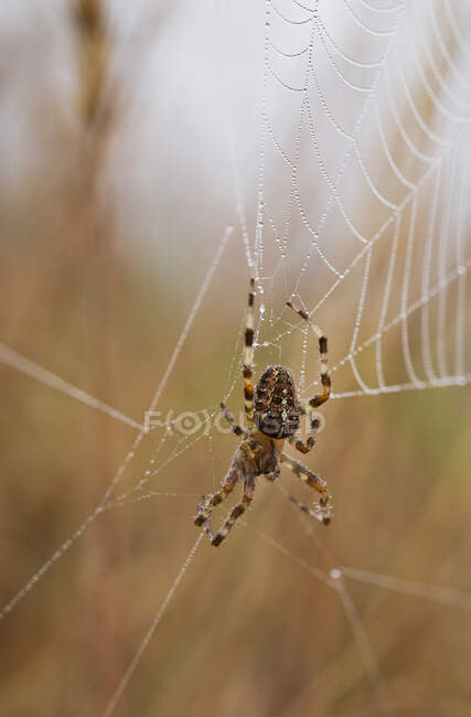 A European Garden Spider Waits In Her Web; Astoria, Орегон, США — стоковое фото
