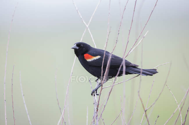 Red-Winged Blackbird (Agelaius Phoeniceus), Grasslands National Park; Saskatchewan, Canada — Stock Photo