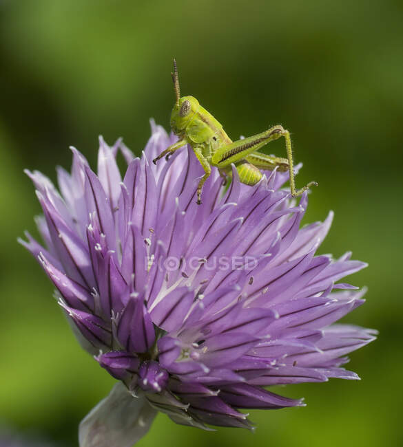 A Grasshopper On A Purple Blossom; Ontario, Canada — Stock Photo
