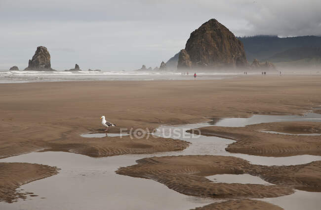 Low Tide Extending The Beach At Tolovana; Орегон, США — стоковое фото