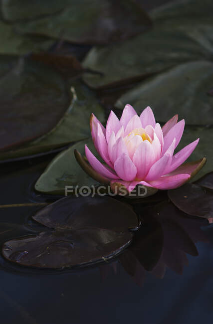 Водяная лилия, цветущая в пруду; Астория, Орегон, Соединенные Штаты Америки — стоковое фото