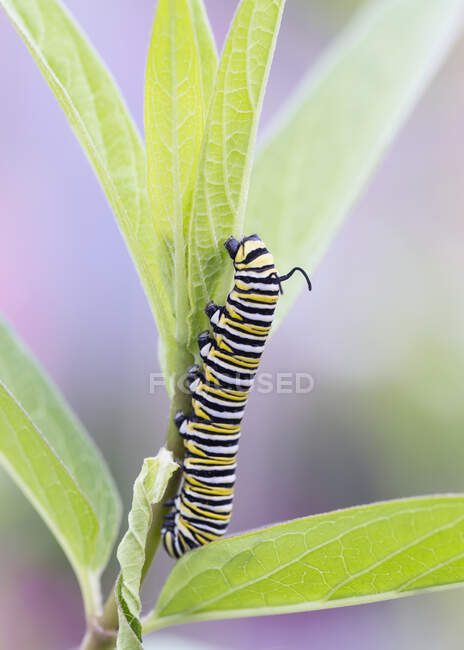 Monarch Butterfly Caterpillar (Danaus Plexippus) On Leaf, Shirley Richardson Butterfly Garden; Winnipeg, Manitoba, Canada — Photo de stock