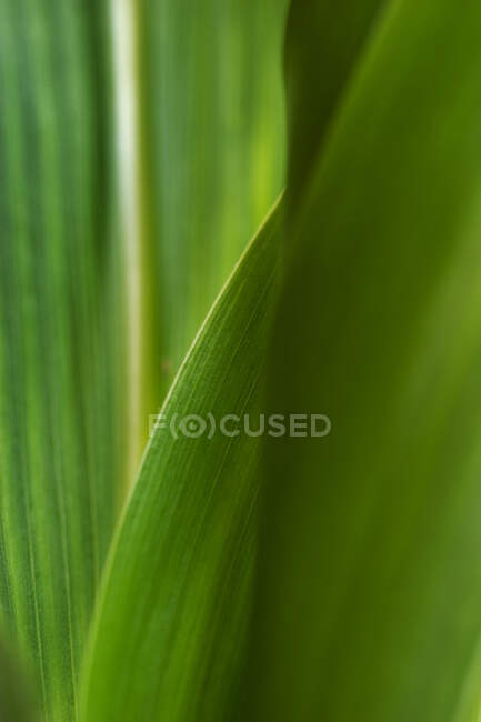 Agriculture - Closeup of a grain corn plant leaf structure / Mississippi, USA. — Stock Photo