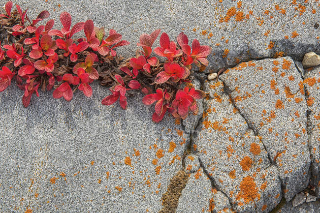 Bearberry (Arctostaphylos) Growing In A Crack On A Rock Near Churchill; Manitoba, Canada — стокове фото