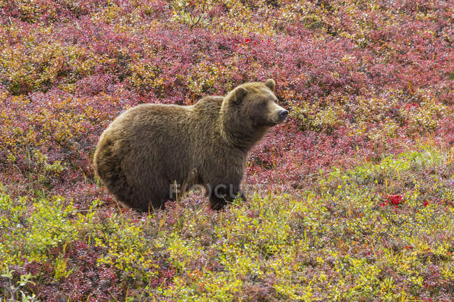 Nahaufnahme eines Grizzlybären (Ursus Arctos Horribilis), der im Herbst in bunten roten Blaubeerbüschen steht, Denali-Nationalpark; Alaska, Vereinigte Staaten von Amerika — Stockfoto