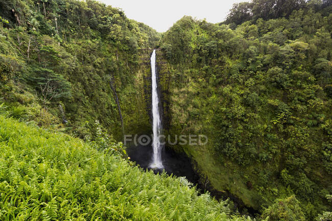 Akaka Falls; Hilo, Island Of Hawaii, Hawaii, United States Of America — Stock Photo