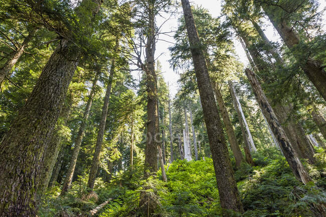 Тропічні ліси Старого зросту; Британська Колумбія (Канада). — стокове фото