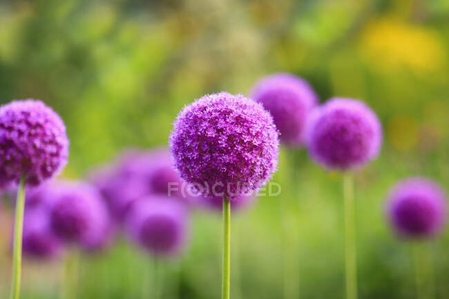 Purple Allium Flowers, Assiniboine Park; Winnipeg, Manitoba, Canadá - foto de stock