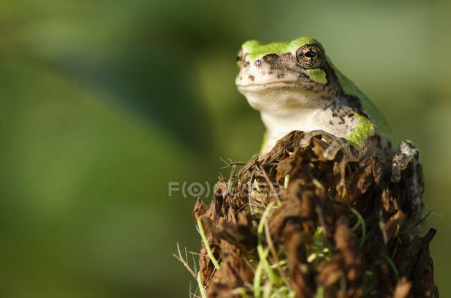 Gray Tree Frog (Hyla Versicolor); Les Cedres, Quebec, Canadá - foto de stock