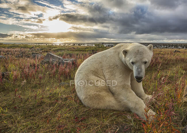 Eisbär (Ursus Maritimus) sitzt im Gras entlang der Küste der Hudson Bay; Manitoba, Kanada — Stockfoto