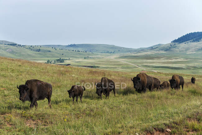 Bisons, Parco Nazionale delle Grotte del Vento; Dakota del Sud, Stati Uniti d'America — Foto stock