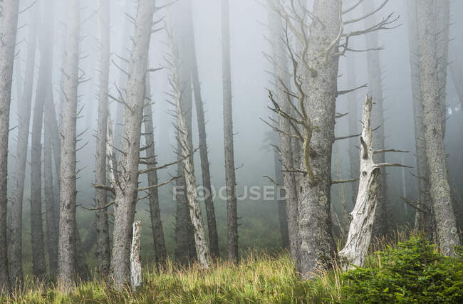 Nebel weicht den Wald im Ecola State Park auf; Cannon Beach, Oregon, Vereinigte Staaten von Amerika — Stockfoto