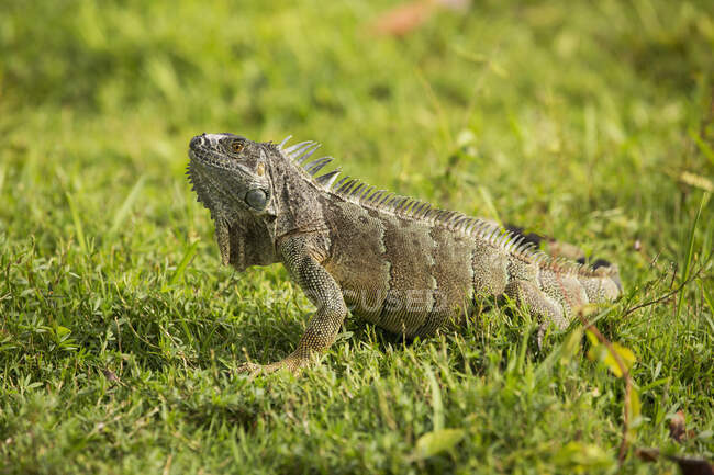 Iguana en la hierba; Gran Caimán - foto de stock