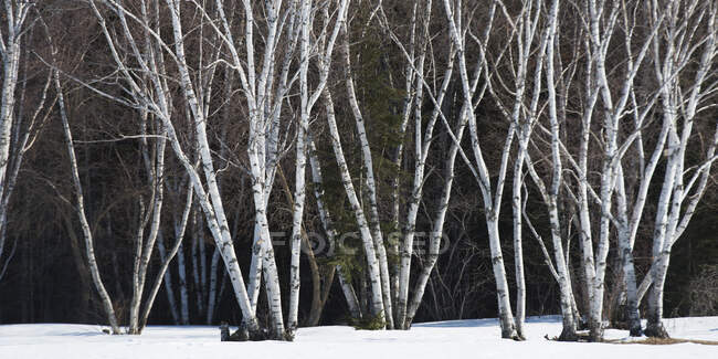 Alberi senza foglie nella neve; Riverton, Manitoba, Canada — Foto stock