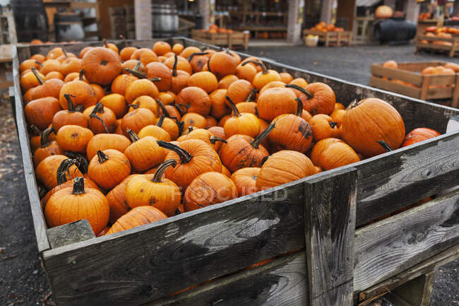 Pumpkins At A Pumpkin Farm; Eastern Townships, Quebec, Canada — Stock Photo