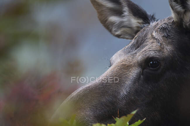 Close Up Of Moose In Algonquin Park; Ontario, Canada — Stock Photo
