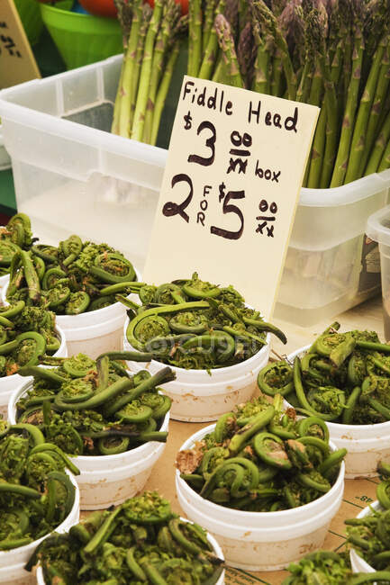 White Styrofoam Containers With Organic Fiddleheads (Violinae Orchestrus) For Sale At An Outdoor Market, Byward Market; Ottawa, Ontario, Canada — Stock Photo
