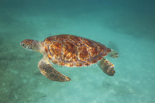 Nuoto di tartaruga verde in acqua turchese; Barbados — Foto stock