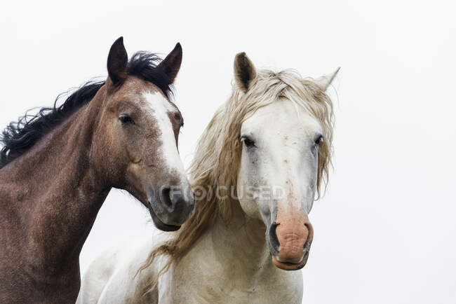 Дикие лошади в национальном парке Рошеви, Северная Дакота, Соединенные Штаты Америки — стоковое фото
