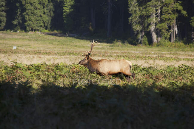 Bull Elk (Cervus Canfensis) In Elk Meadow, Near Muscle Point And Prarie Creek, Redwoods National Park, Калифорния, Соединенные Штаты Америки — стоковое фото