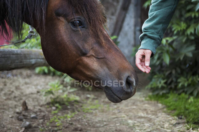 A Hand Reaching To Touch The Nose Of A Horse, Halibut Cove, Kachemak Bay, Kenai Peninsula; Alaska, Estados Unidos de América - foto de stock
