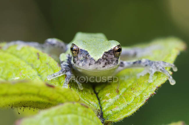 Gray Tree Frog (Hyla Versicolor); Les Cedres, Quebec, Canadá - foto de stock