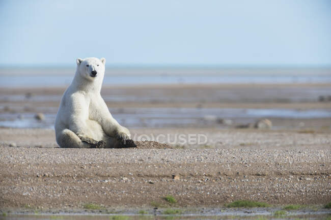Oso polar (Ursus Maritimus) sentado en la arena, en la bahía de Hudson; Manitoba, Canadá - foto de stock