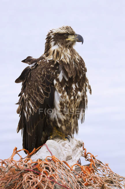 Un águila calva sub-adulto sentado encima de una gran pieza de madera a la deriva cubierto en una red de pesca de naranja; Homer, Alaska, Estados Unidos de América - foto de stock