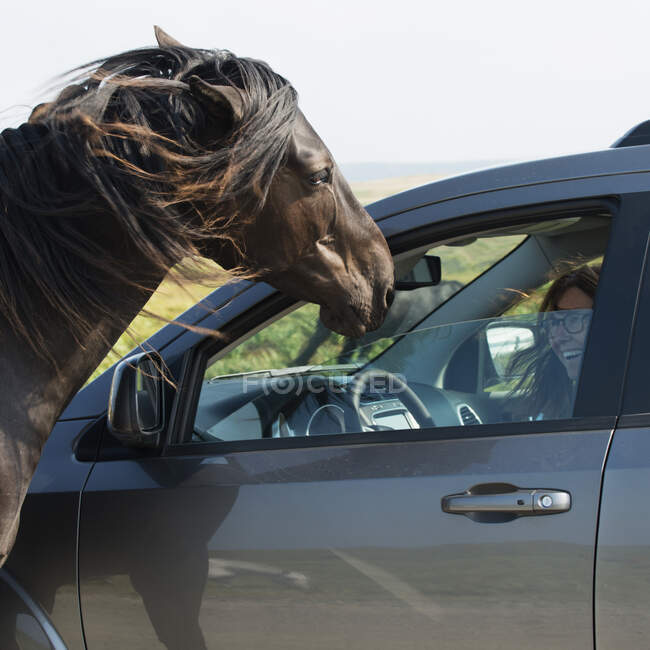Водій сміється, як кінь стоїть біля відчиненого вікна своєї машини; Бонавіста, Ньюфаундленд і Лабрадор, Канада — стокове фото