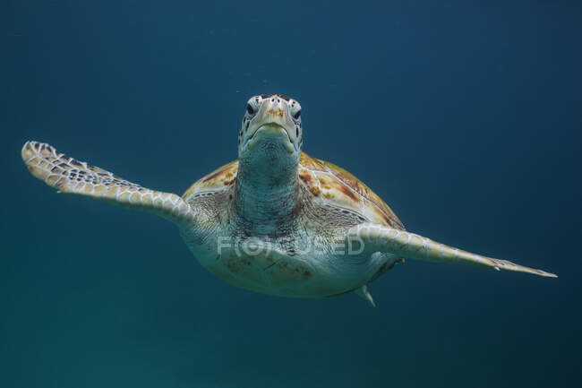 Зеленая черепаха плывет под водой; Барбадос — стоковое фото