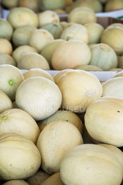 Cantaloups dans de grandes boîtes ; Shelltown, Maryland, États-Unis d'Amérique — Photo de stock