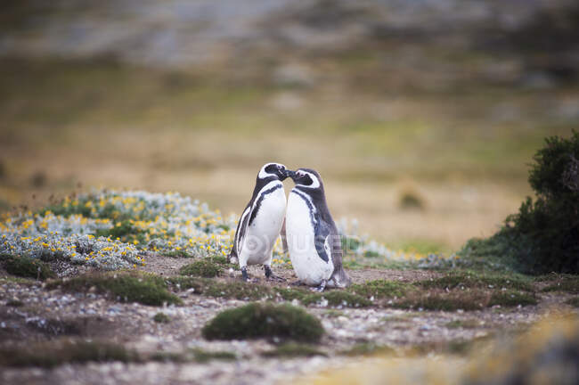 Pinguins de Magalhães (Spheniscus Magellanicus); Punta Arenas, Magallanes, Chile — Fotografia de Stock