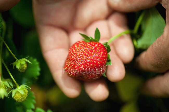 Hand Holding A Strawberry; Biglersville, Pennsylvania, Vereinigte Staaten von Amerika — Stockfoto