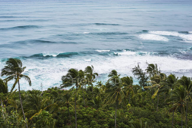 Palme da surf e da cocco lungo la costa nord; Haena, Kauai, Hawaii, Stati Uniti d'America — Foto stock
