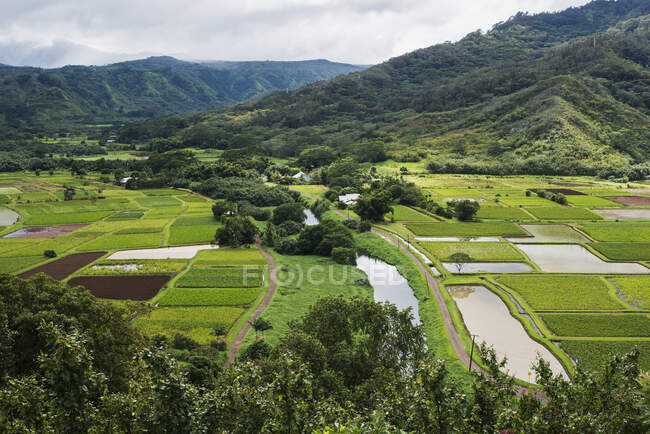 Taro wächst bei Hanalei; Kauai, Hawaii, Vereinigte Staaten von Amerika — Stockfoto