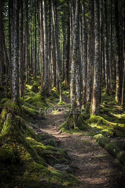 Sentier à travers la forêt tropicale à l'extérieur de Cordova, centre-sud de l'Alaska ; Alaska, États-Unis d'Amérique — Photo de stock