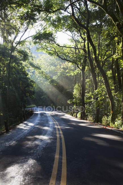 Гавайи, Мауи, Дорога к Хане с солнцем сквозь деревья — стоковое фото
